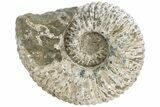 Bumpy Ammonite (Douvilleiceras) Fossil - Madagascar #232619-2